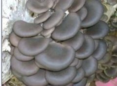 冷庫可用于蘑菇、金針菇等食用菌的種植啦