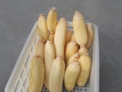 100噸的蓮藕怎么保鮮，蓮藕保鮮庫設計及造價